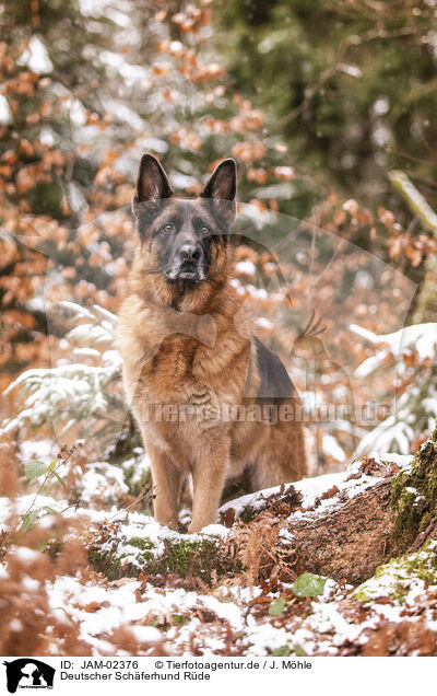 Deutscher Sch�ferhund R�de / JAM-02376