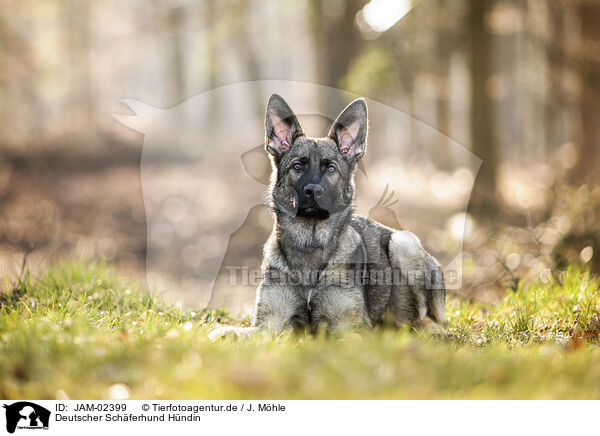Deutscher Schferhund Hndin / female German Shepherd / JAM-02399