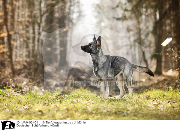 Deutscher Schferhund Hndin / JAM-02401