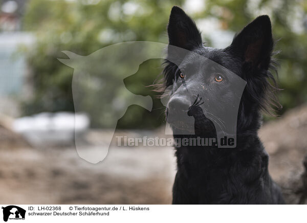 schwarzer Deutscher Schferhund / black German Shepherd / LH-02368