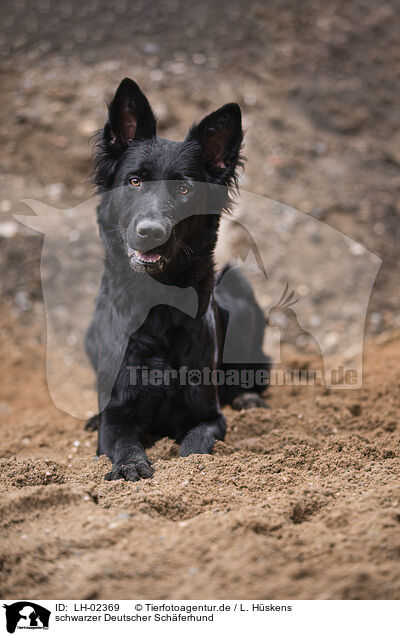 schwarzer Deutscher Schferhund / black German Shepherd / LH-02369