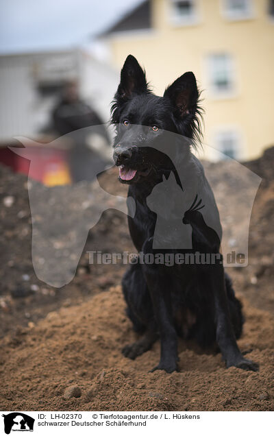 schwarzer Deutscher Schferhund / black German Shepherd / LH-02370