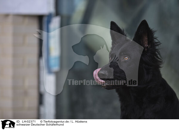 schwarzer Deutscher Schferhund / black German Shepherd / LH-02371