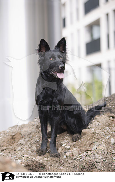 schwarzer Deutscher Schferhund / black German Shepherd / LH-02373
