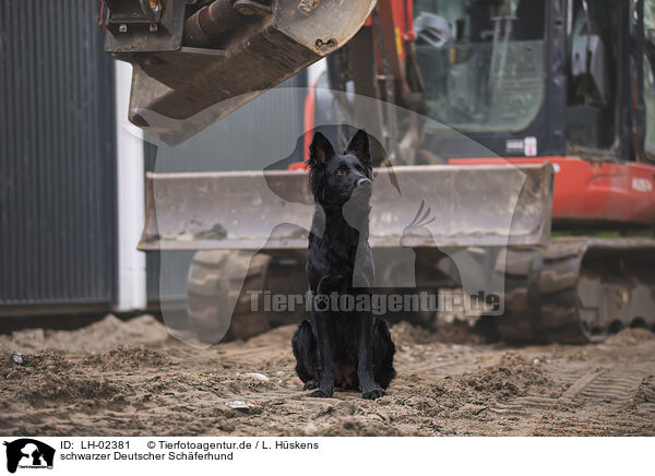 schwarzer Deutscher Schferhund / black German Shepherd / LH-02381