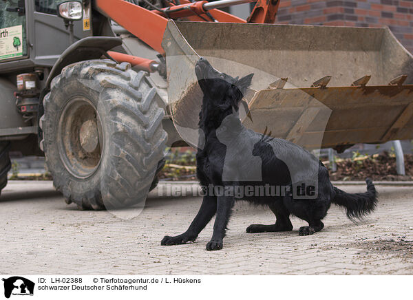 schwarzer Deutscher Schferhund / black German Shepherd / LH-02388