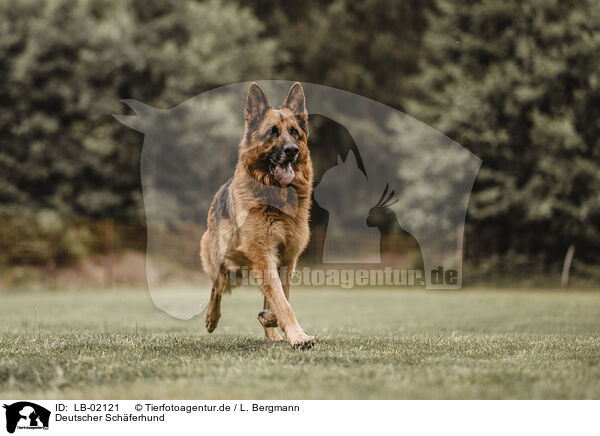 Deutscher Schferhund / LB-02121