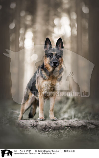 erwachsener Deutscher Schferhund / TAS-01101
