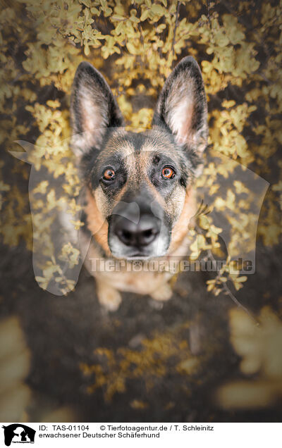 erwachsener Deutscher Schferhund / TAS-01104