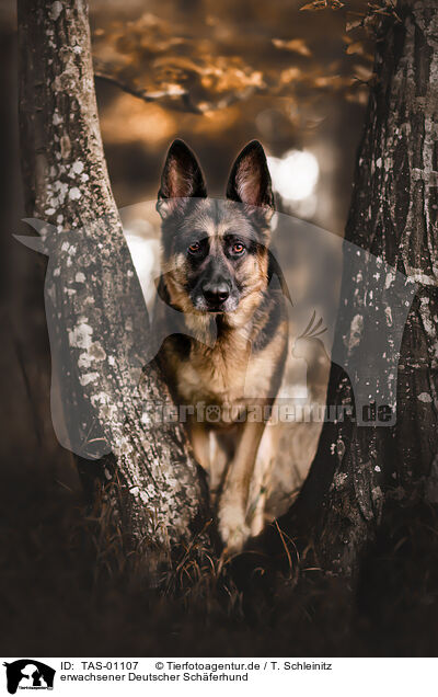 erwachsener Deutscher Schferhund / TAS-01107