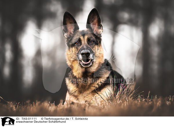 erwachsener Deutscher Schferhund / TAS-01111