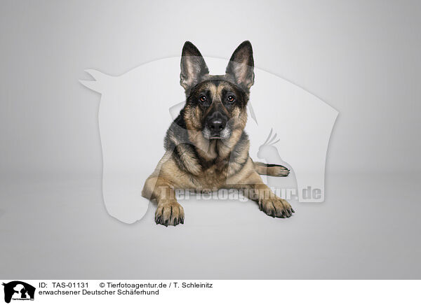 erwachsener Deutscher Schferhund / adult German Shepherd / TAS-01131