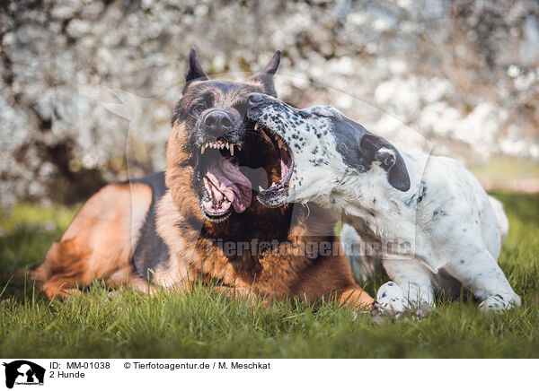 2 Hunde / 2 dogs / MM-01038