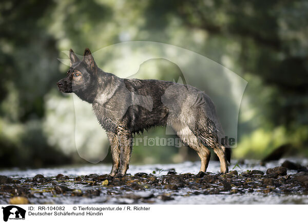 Deutscher Schferhund Hndin / RR-104082