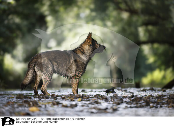 Deutscher Schferhund Hndin / RR-104084