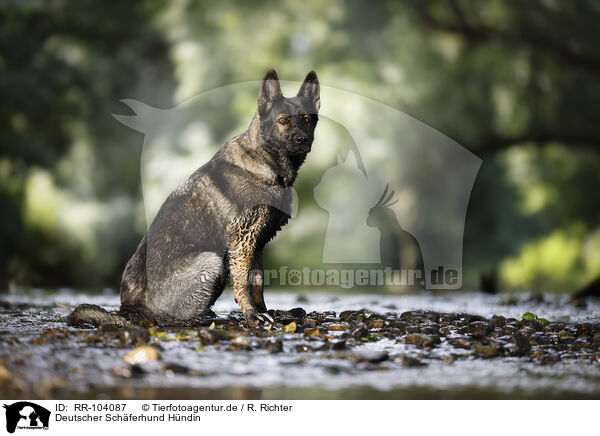 Deutscher Schferhund Hndin / RR-104087