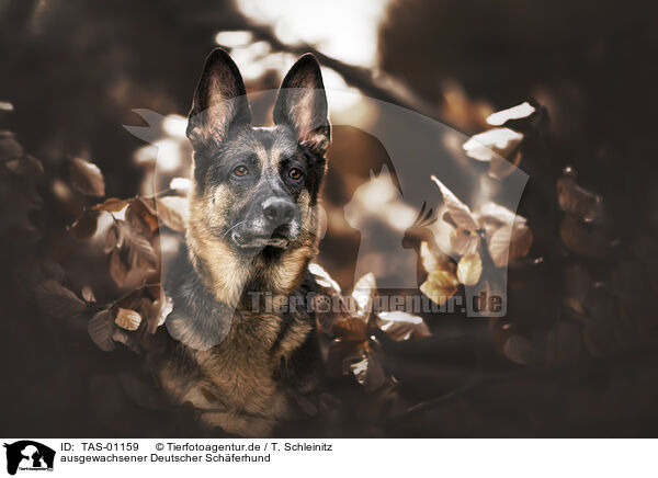 ausgewachsener Deutscher Schferhund / TAS-01159