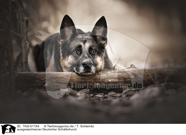 ausgewachsener Deutscher Schferhund / TAS-01164