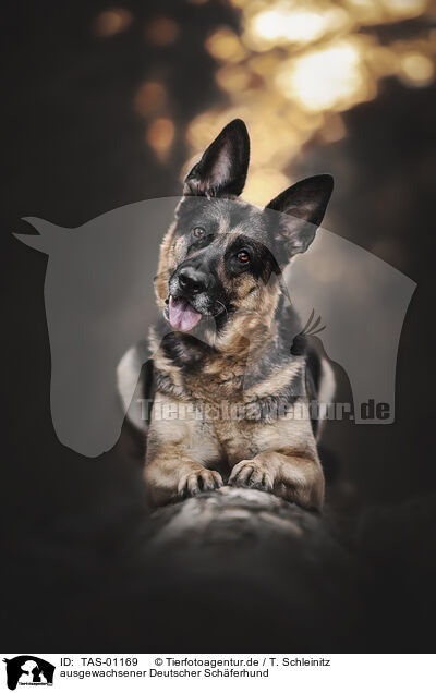 ausgewachsener Deutscher Schferhund / TAS-01169
