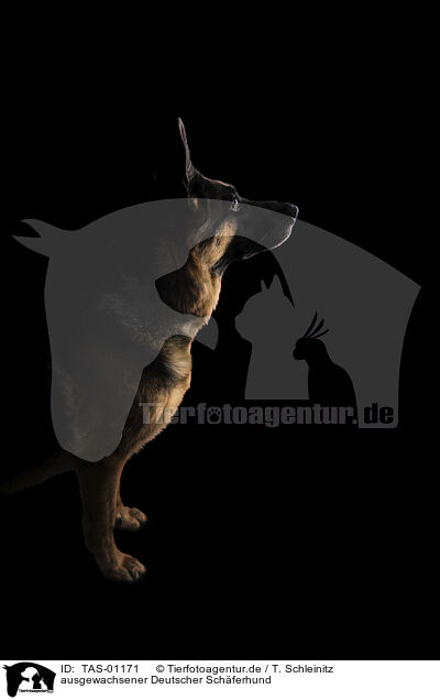 ausgewachsener Deutscher Schferhund / adult German Shepherd / TAS-01171