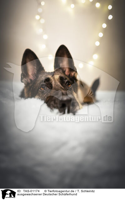 ausgewachsener Deutscher Sch�ferhund / adult German Shepherd / TAS-01174