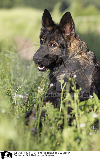 Deutscher Schferhund im Sommer / JM-11803
