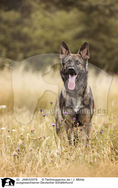 ausgewachsener Deutscher Schferhund / JAM-02978
