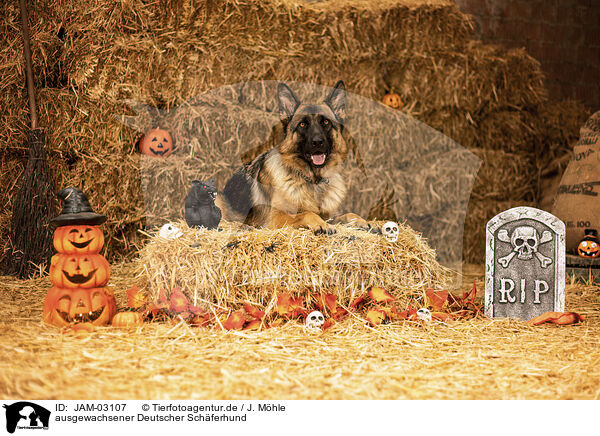 ausgewachsener Deutscher Schferhund / adult German Shepherd / JAM-03107