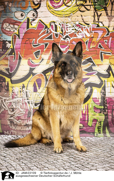 ausgewachsener Deutscher Schferhund / JAM-03109