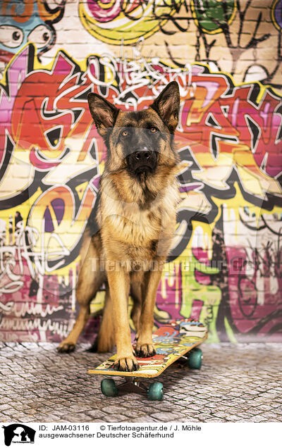 ausgewachsener Deutscher Schferhund / adult German Shepherd / JAM-03116
