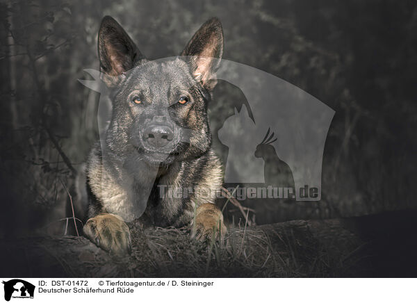 Deutscher Schferhund Rde / male German Shepherd / DST-01472