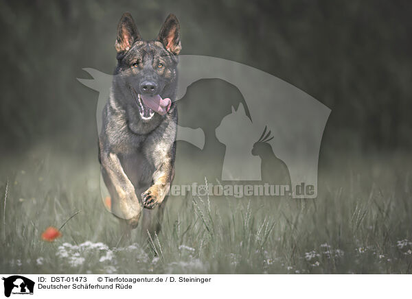 Deutscher Schferhund Rde / male German Shepherd / DST-01473