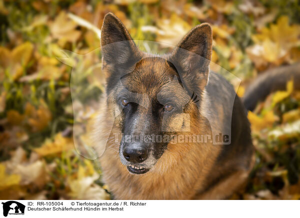 Deutscher Schferhund Hndin im Herbst / RR-105004
