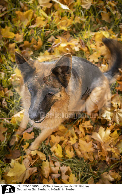 Deutscher Schferhund Hndin im Herbst / female German Shepherd in autumn / RR-105005