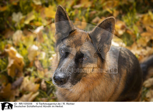 Deutscher Schferhund Hndin im Herbst / RR-105006