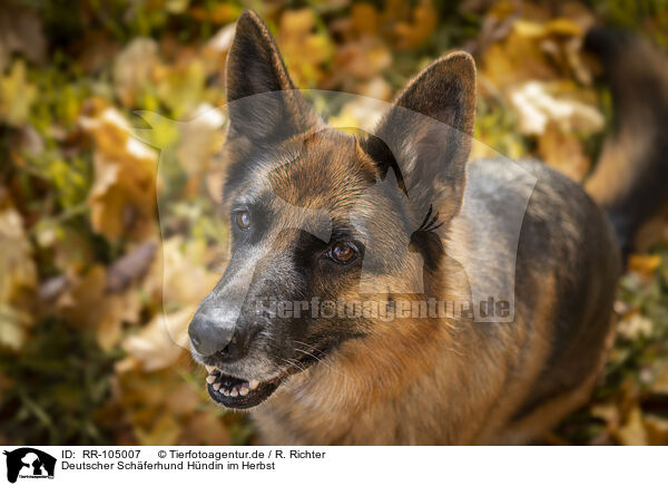 Deutscher Schferhund Hndin im Herbst / RR-105007