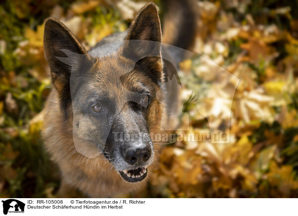 Deutscher Schferhund Hndin im Herbst / RR-105008