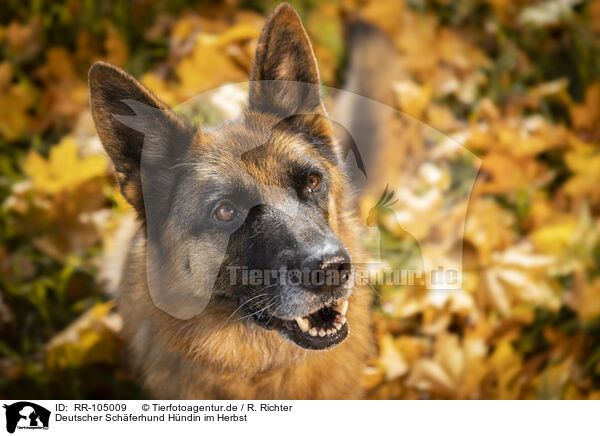 Deutscher Schferhund Hndin im Herbst / RR-105009