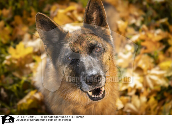 Deutscher Schferhund Hndin im Herbst / RR-105010