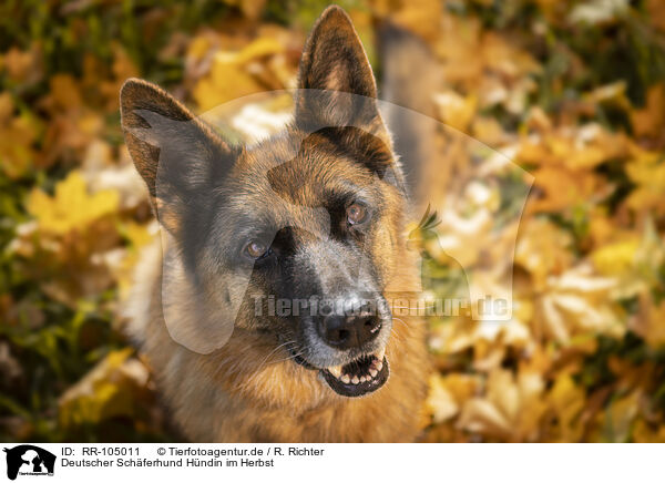 Deutscher Schferhund Hndin im Herbst / RR-105011