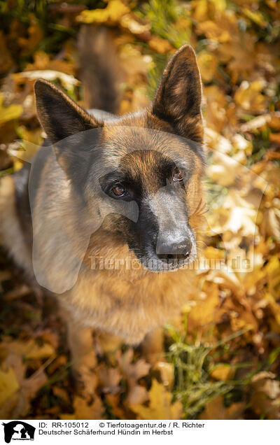 Deutscher Schferhund Hndin im Herbst / RR-105012