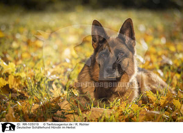 Deutscher Schferhund Hndin im Herbst / female German Shepherd in autumn / RR-105019