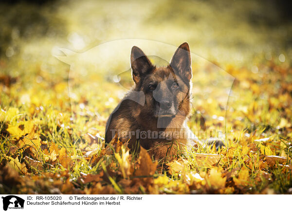 Deutscher Schferhund Hndin im Herbst / RR-105020