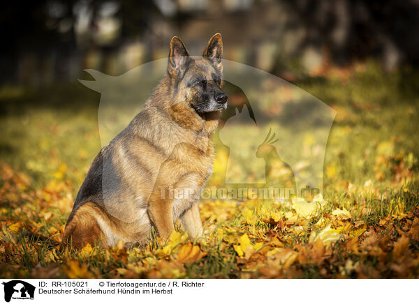 Deutscher Schferhund Hndin im Herbst / RR-105021
