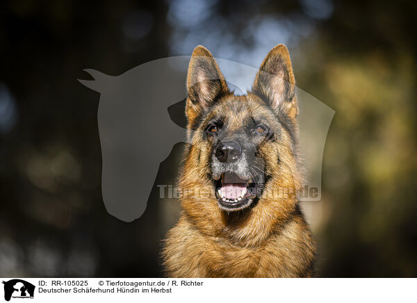 Deutscher Schferhund Hndin im Herbst / female German Shepherd in autumn / RR-105025