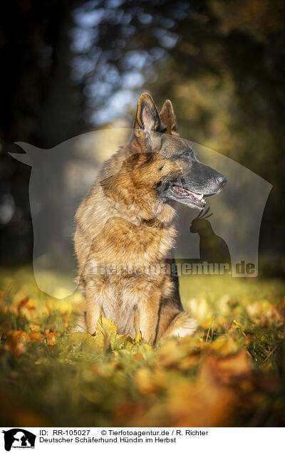 Deutscher Schferhund Hndin im Herbst / female German Shepherd in autumn / RR-105027