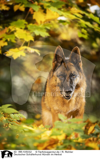 Deutscher Schferhund Hndin im Herbst / female German Shepherd in autumn / RR-105032