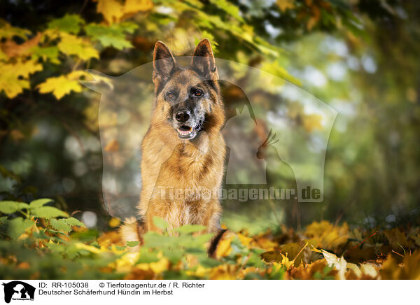 Deutscher Schferhund Hndin im Herbst / female German Shepherd in autumn / RR-105038