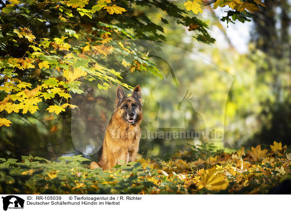 Deutscher Schferhund Hndin im Herbst / female German Shepherd in autumn / RR-105039