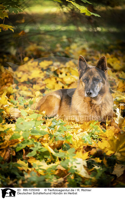 Deutscher Schferhund Hndin im Herbst / female German Shepherd in autumn / RR-105049